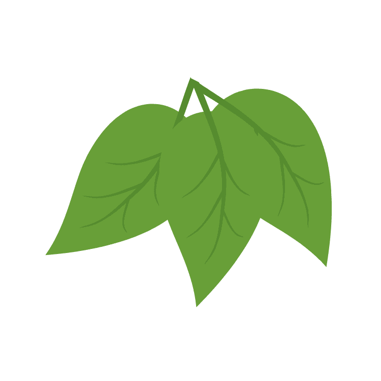 Illustration of three green leaves with visible veins on a blue background.